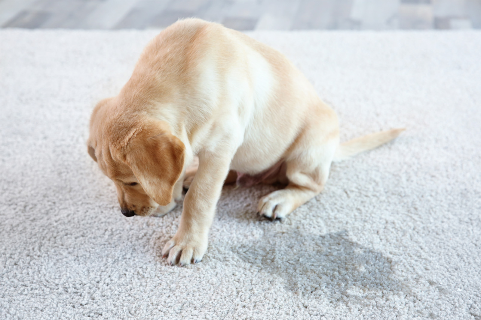 Cherie-Barber_Renovating-For-Profit_How-To Choose-Carpet-Pet