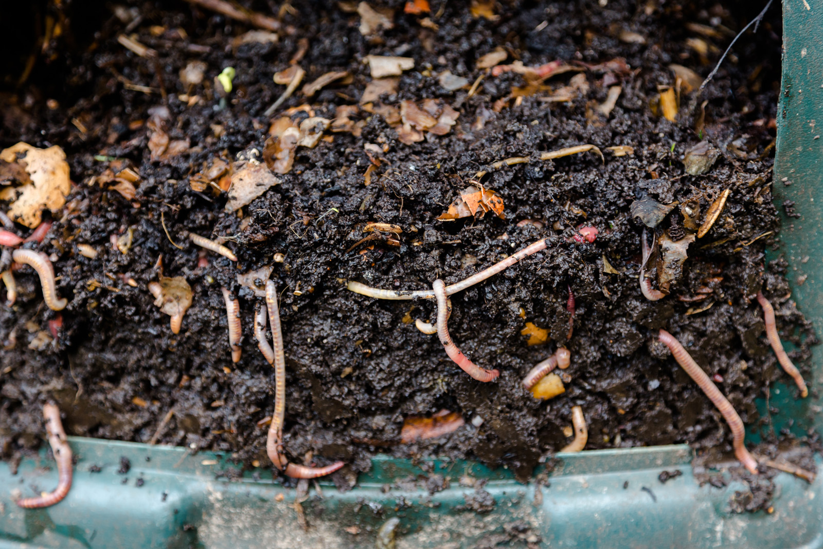 Cherie-Barber_Renovating-For-Profit_Green-worm-compost